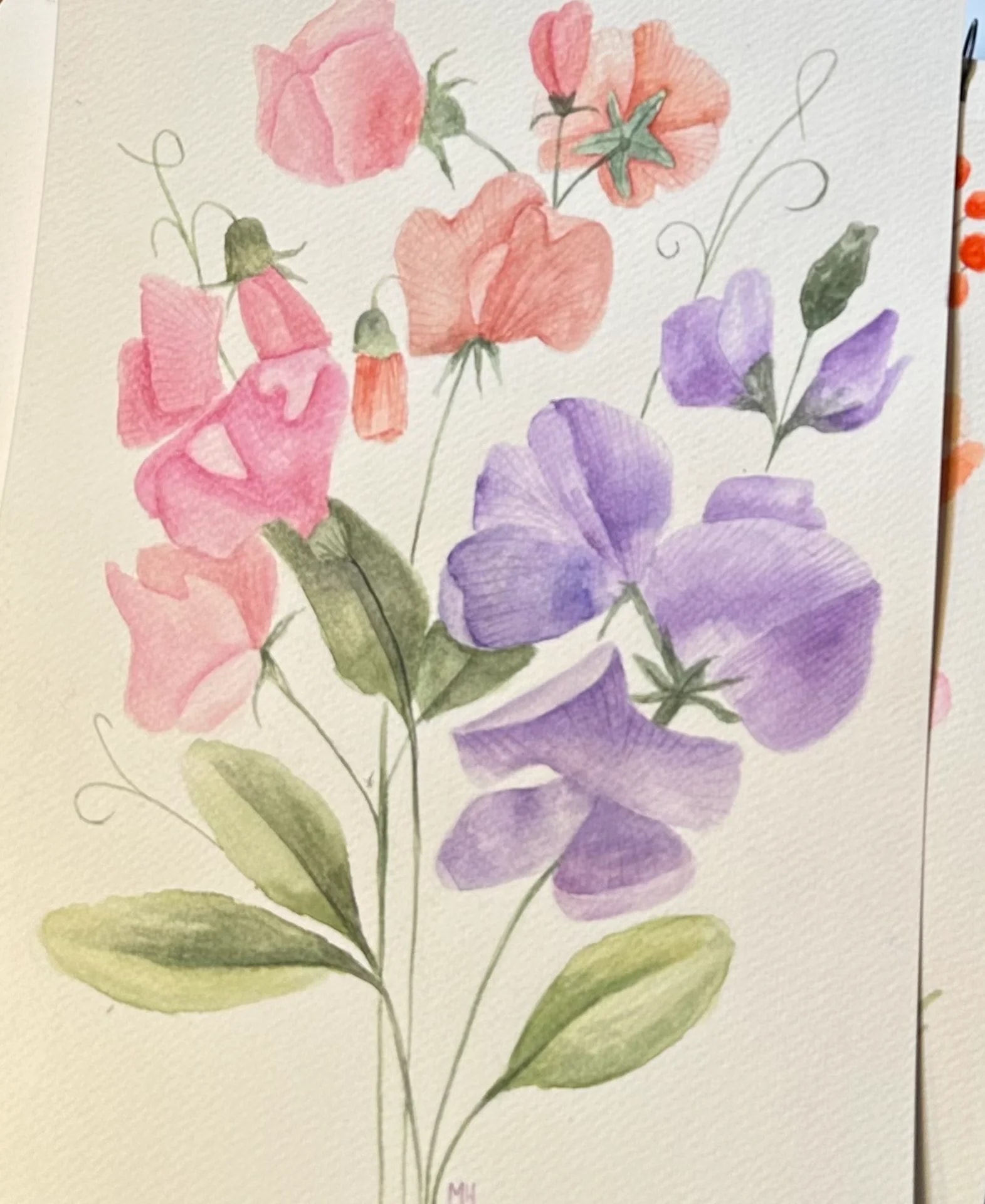 Watercolour painting of pink and purple sweet pea flowers